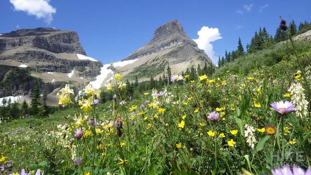 Wildflowers along the trail in Glacier National Park, MT