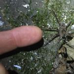 Large wolf spider