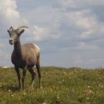 Mt. Evans National Recreation Area
