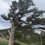 Mt. Evans National Recreation Area