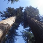 Calaveras Big Trees State Park, CA