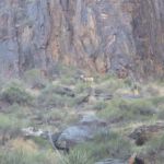 Desert Bighorn Sheep along the Bright Angel Trail, near Bright Angel Bridge, Grand Canyon National Park