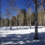 Snow and Birch Trees on the North Rim of the Grand Canyon National Park