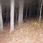 North-South Trail, Land Between the Lakes National Recreation Area
