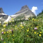 Wildflowers along the trail in Glacier National Park, MT