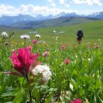 Indian Paintbrush in the foreground, in Glacier National Park, MT