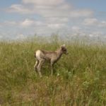 Bighorn Sheep lamb, in Badlands National Park, SD